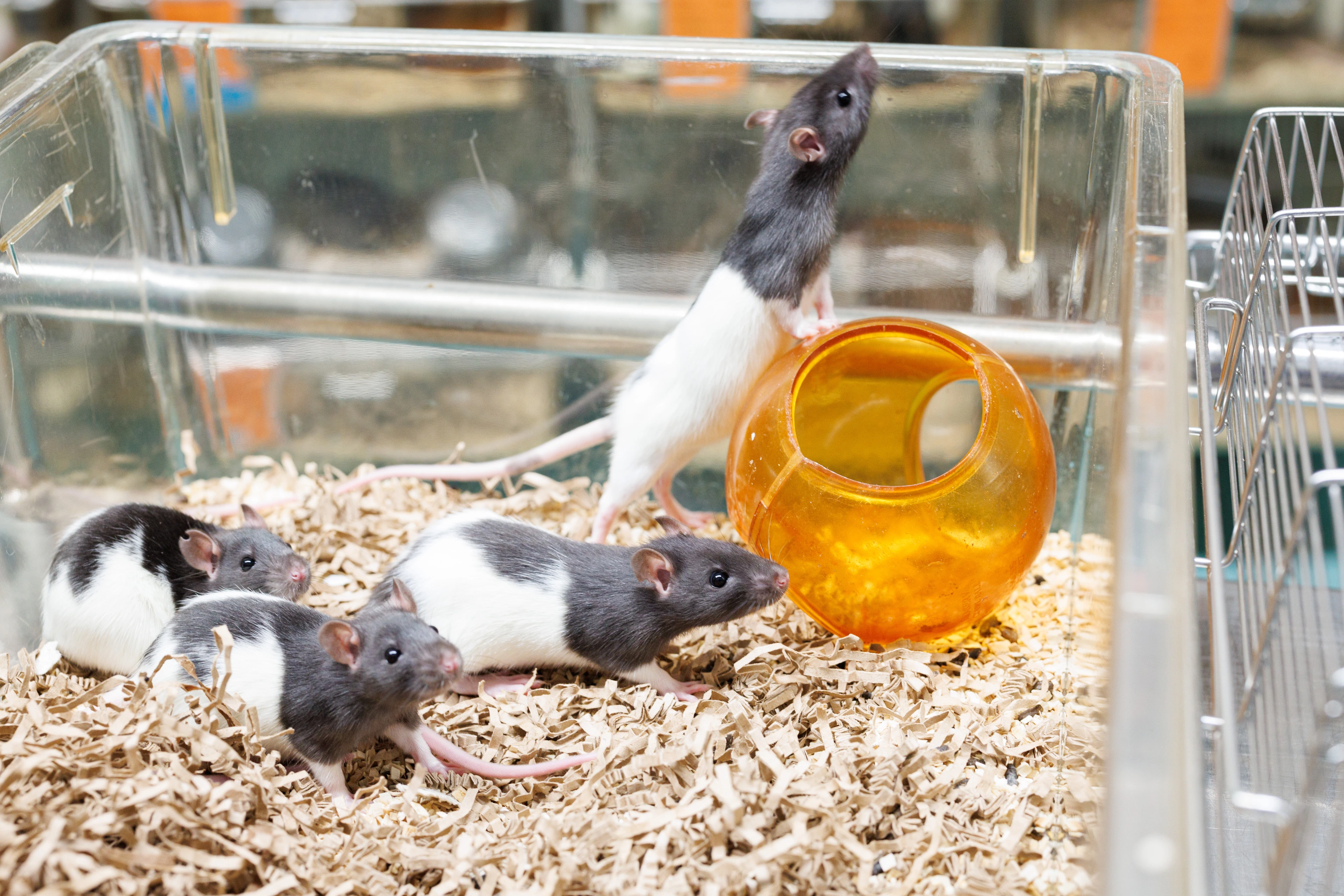 Playing rats in cage