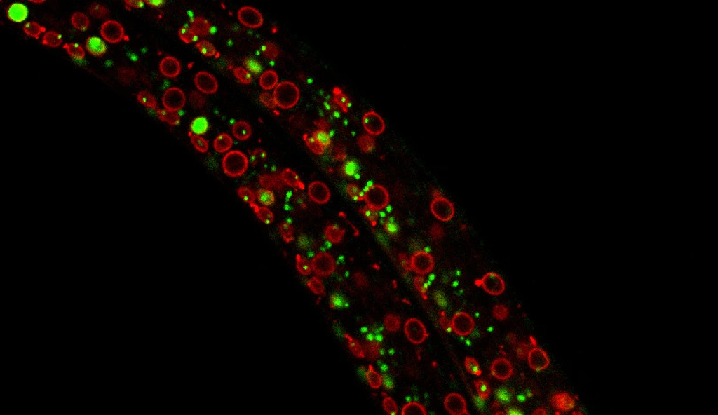 Exploring the dynamics of chromatin structure and function across physiological states