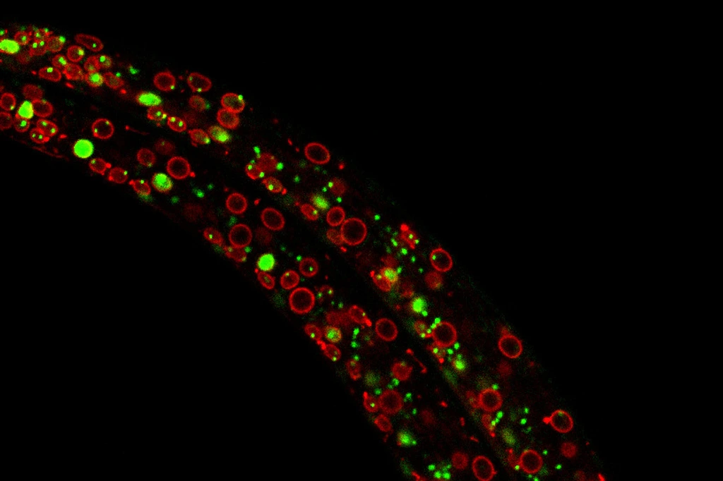 Exploring the dynamics of chromatin structure and function across physiological states