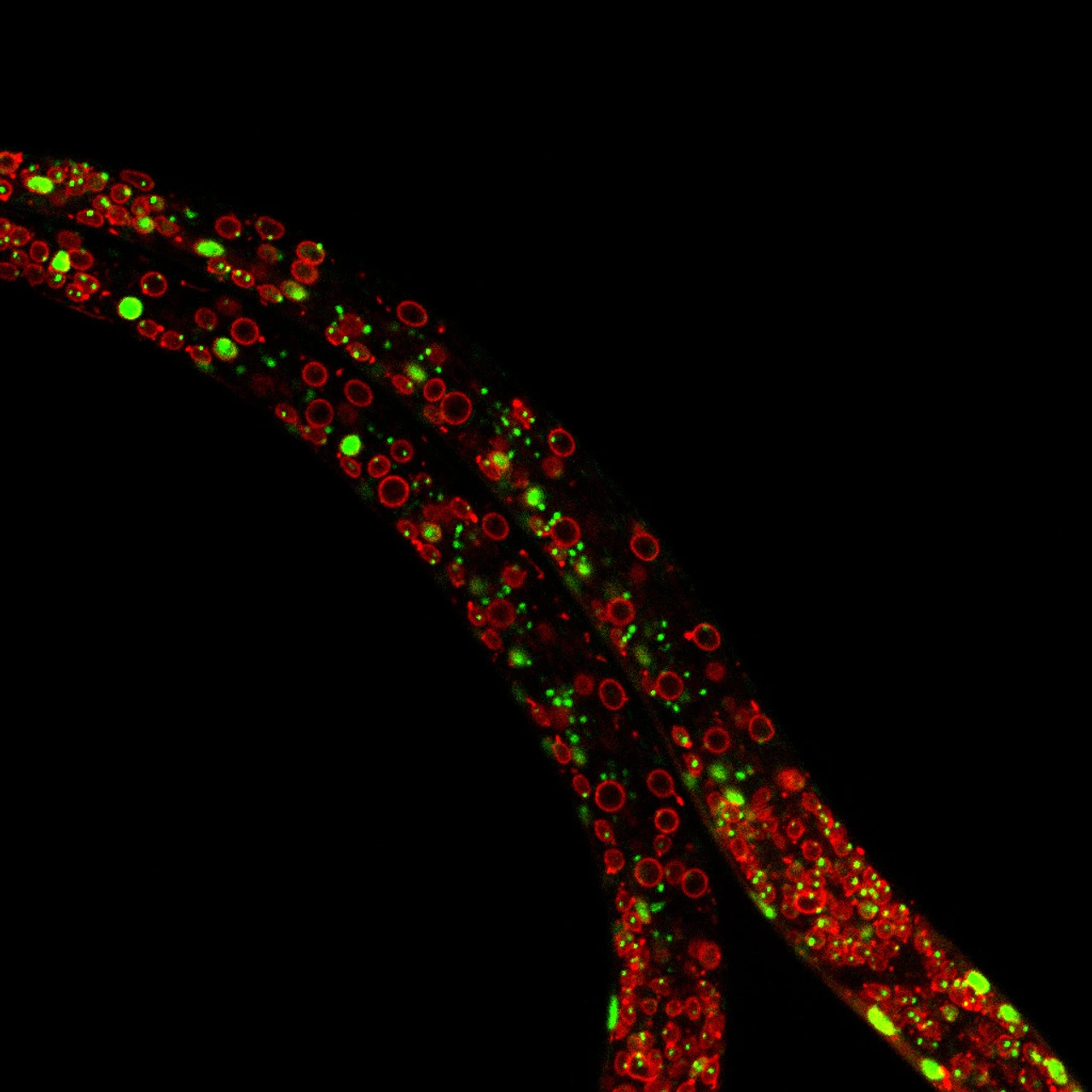 Exploring the dynamics of chromatin structure and function across physiological states