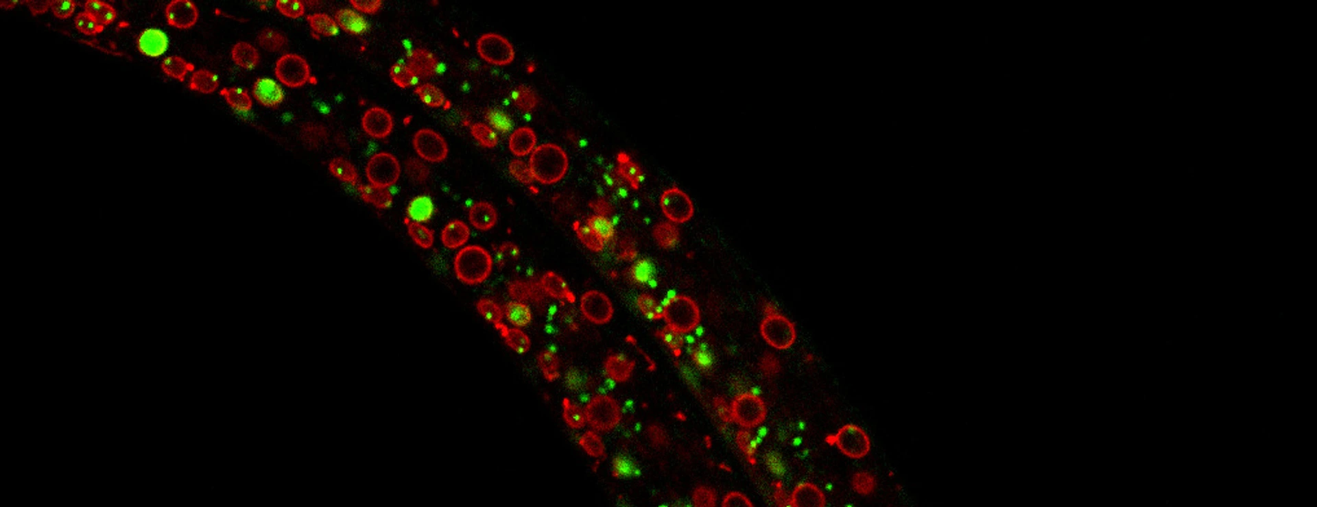 Exploring the dynamics of chromatin structure and function across physiological states
