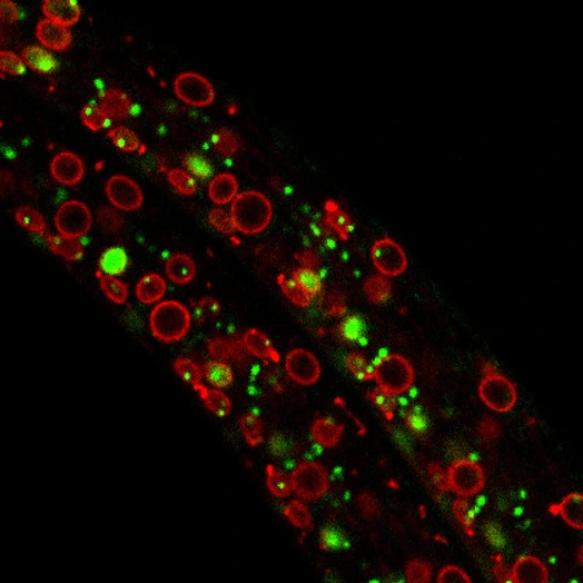 Exploring the dynamics of chromatin structure and function across physiological states