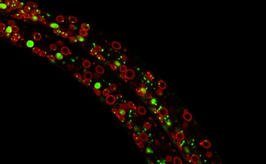 Exploring the dynamics of chromatin structure and function across physiological states