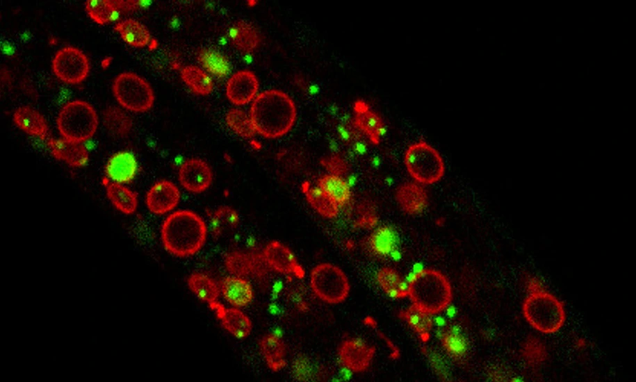 Exploring the dynamics of chromatin structure and function across physiological states