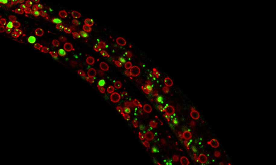 Exploring the dynamics of chromatin structure and function across physiological states