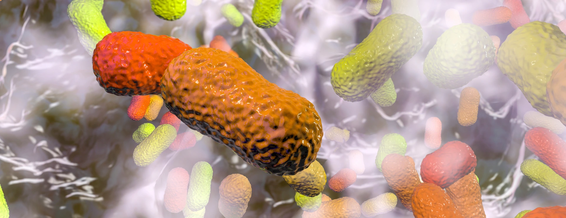 Multidrug resistant bacteria. Biofilm of bacteria Acinetobacter baumannii