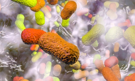 Multidrug resistant bacteria. Biofilm of bacteria Acinetobacter baumannii