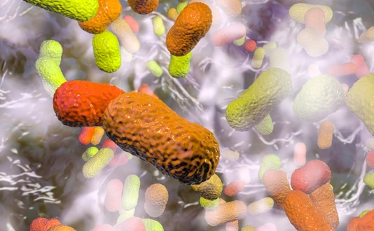 Multidrug resistant bacteria. Biofilm of bacteria Acinetobacter baumannii