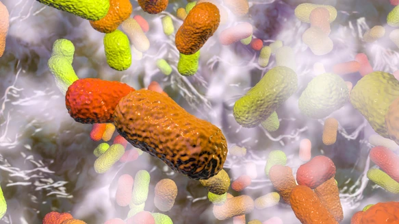 Multidrug resistant bacteria. Biofilm of bacteria Acinetobacter baumannii
