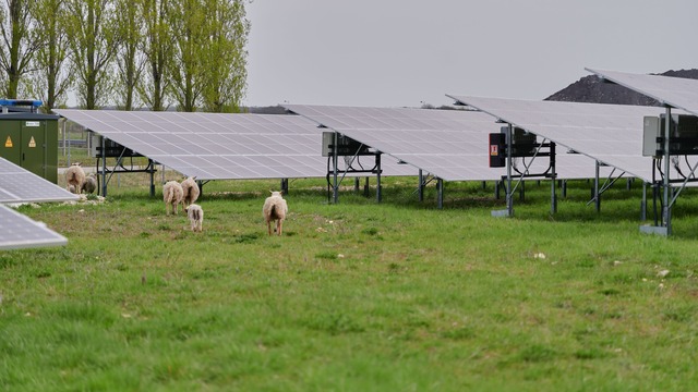 Sheep running in between solar panels