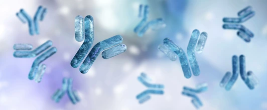 Antibody, immunoglobulin, Y-shaped protein produced mainly by plasma cells