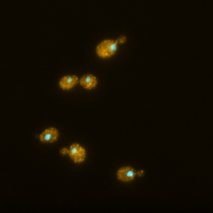 Histone_Homeostasis