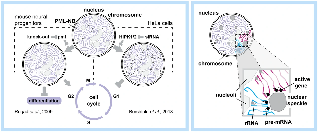 Nicolas Battich Science Picture Research