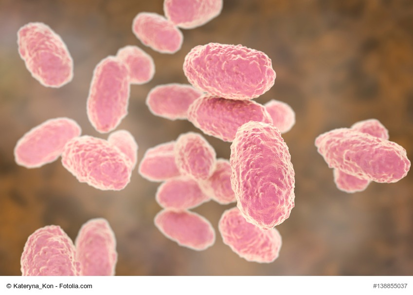 Bacteria Bordetella pertussis
