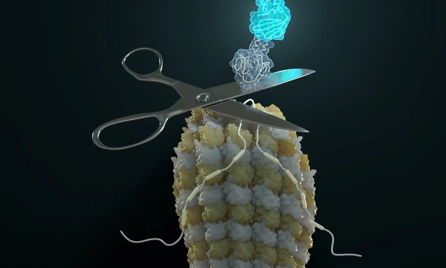 Cover Art: The Cut and Restore Protein Trick: Self-Excising Designer Proteins Report Isoform Expression