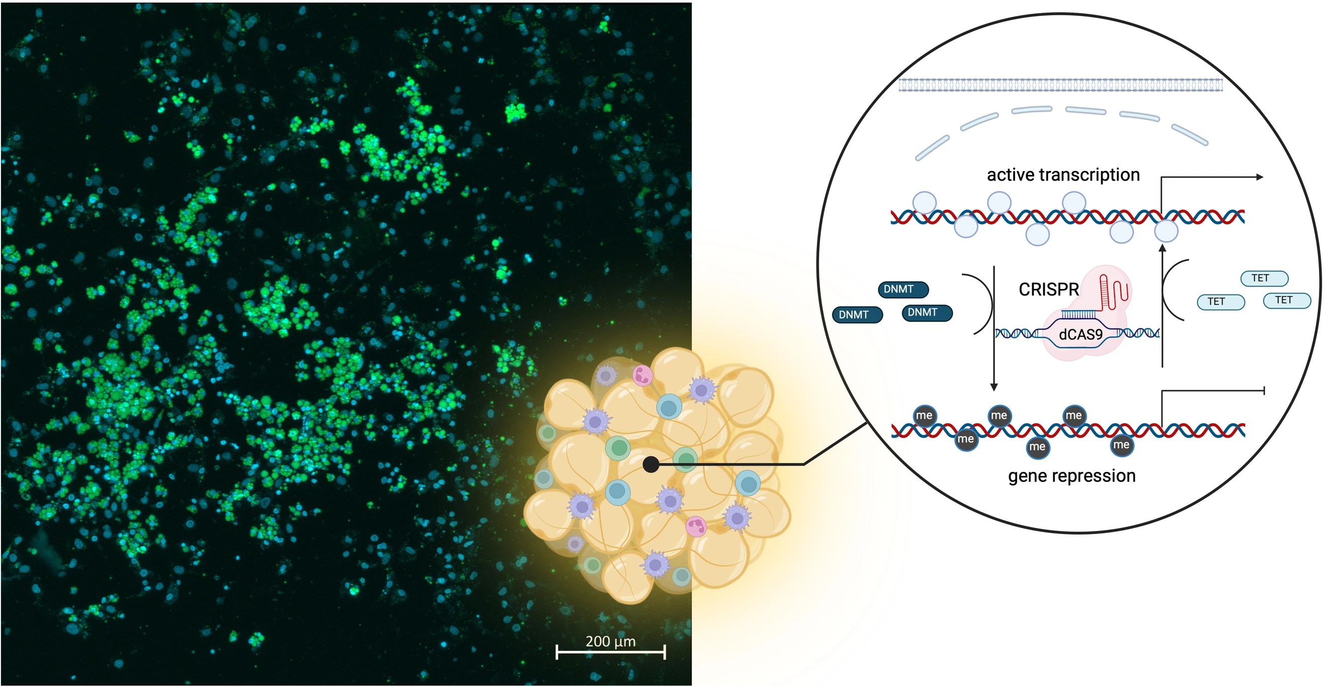 Graphical Abstract: CRISPR dCAS9 Based Epigenetic Editing in vitro