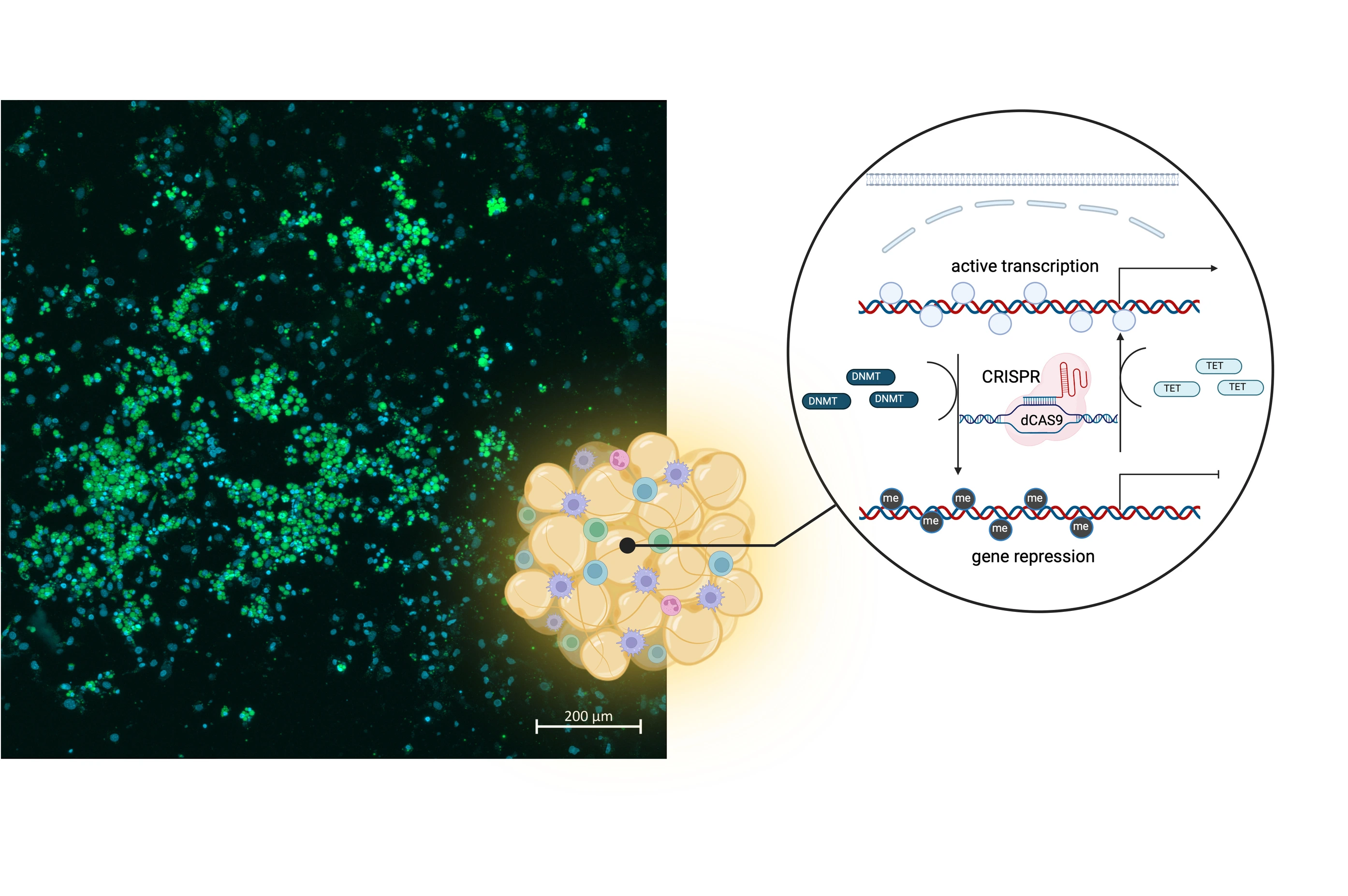 CRISPR dCAS9 Based Epigenetic Editing in vitro, Maria Keller, Graphical Abstract