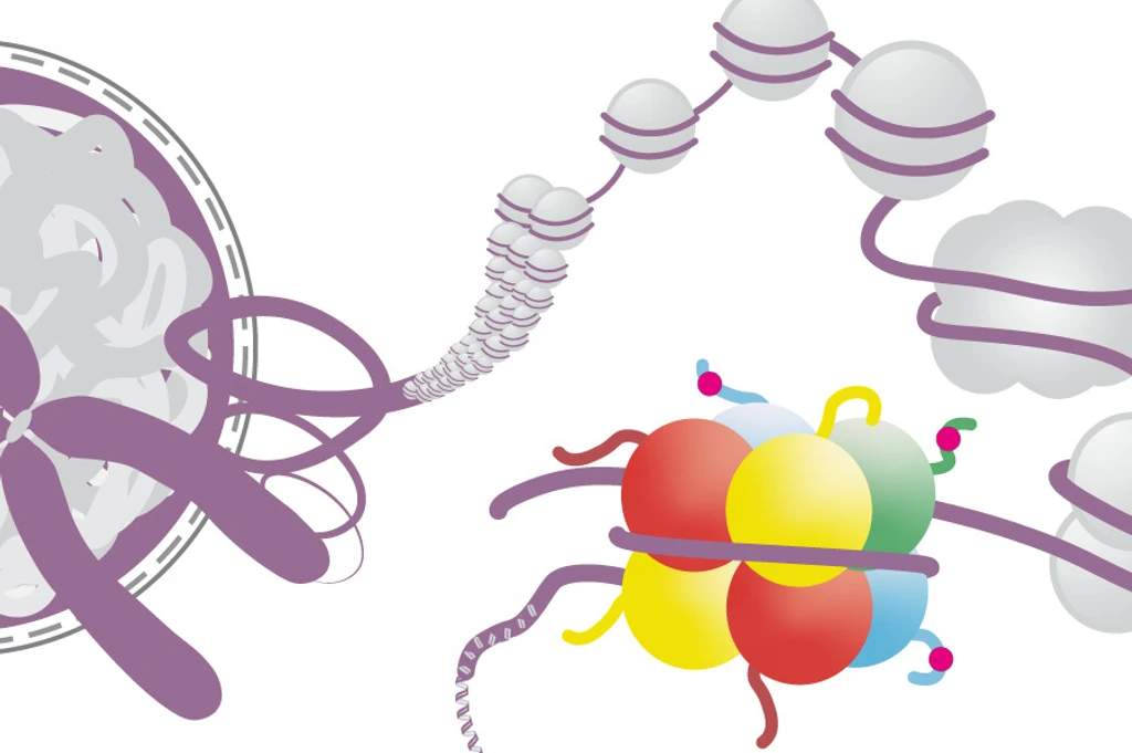 The DNA is packaged into chromatin