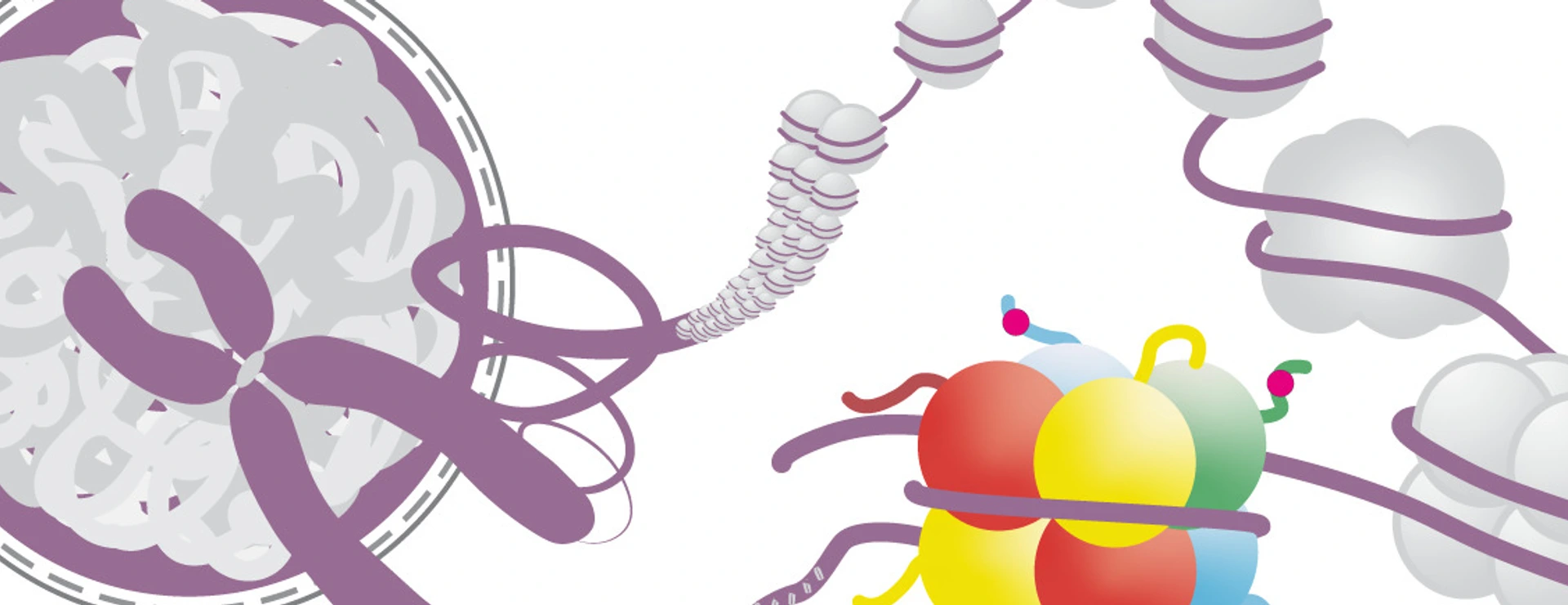 The DNA is packaged into chromatin