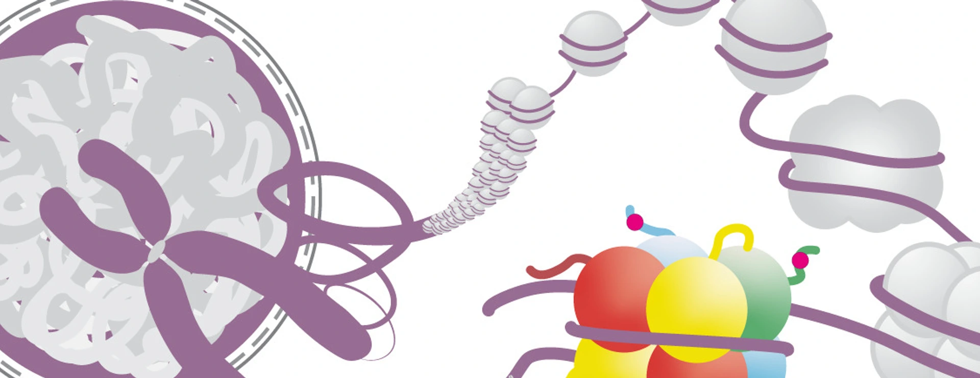 The DNA is packaged into chromatin