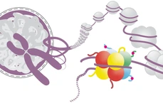 The DNA is packaged into chromatin