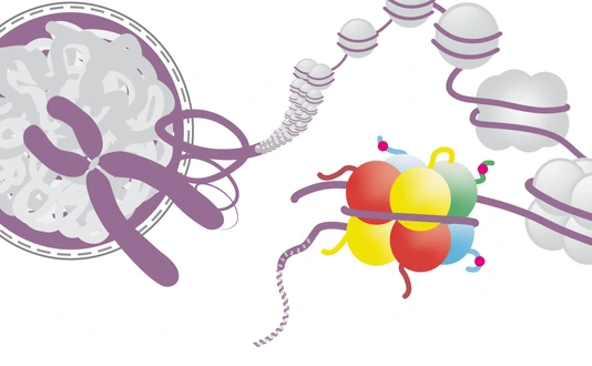 The DNA is packaged into chromatin