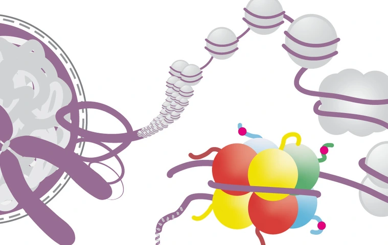 The DNA is packaged into chromatin
