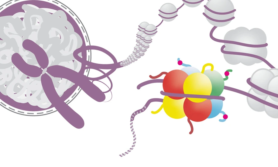 The DNA is packaged into chromatin