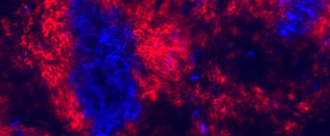 Button_Molecular_Immunoregulation