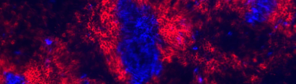 Button_Molecular_Immunoregulation