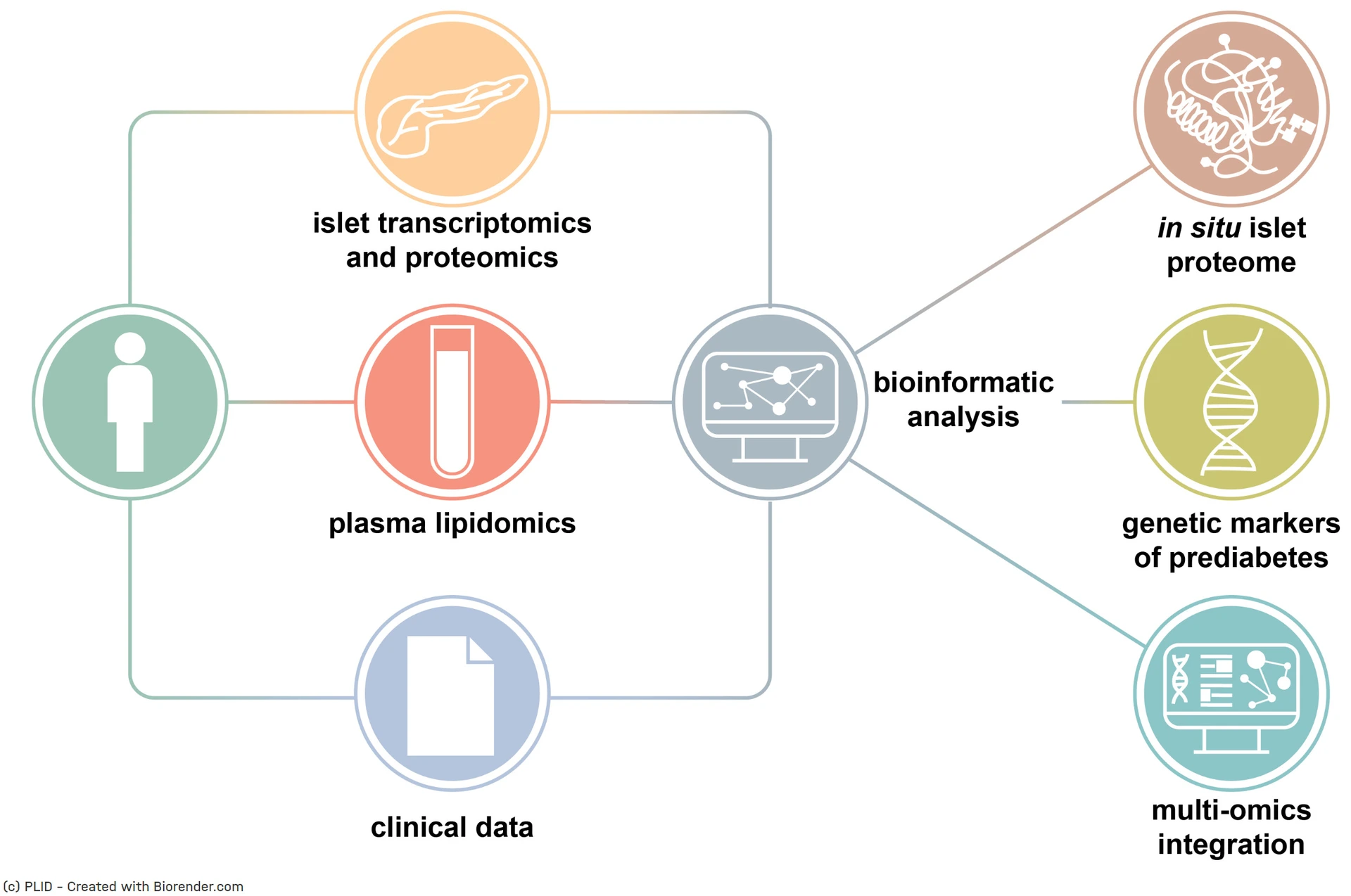 New study reveals heterogeneous beta cell trajectories toward type-2 diabetes