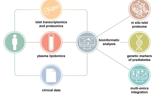 New study reveals heterogeneous beta cell trajectories toward type-2 diabetes