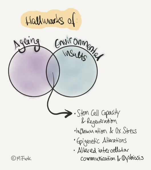 funk-lab-lhi-vision-Hallmarks