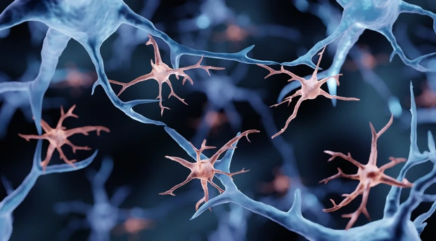 Microglia cells in the brain