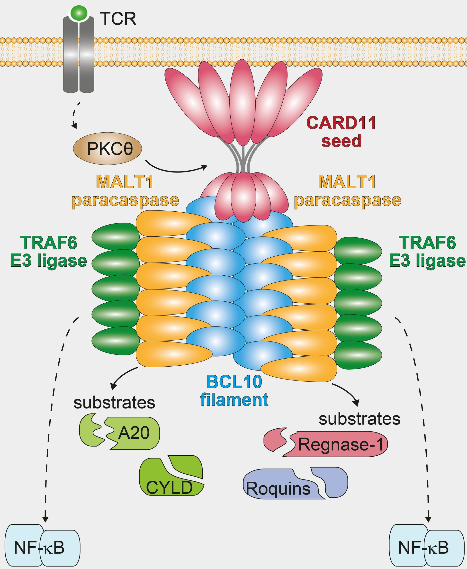 Lymphocyte Signaling