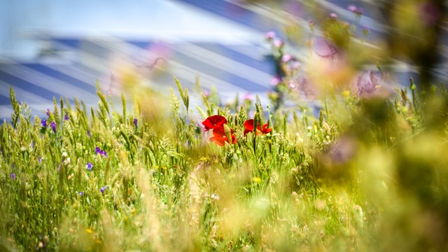 BayWa r.e. granted planning permission for Perrinpit Road