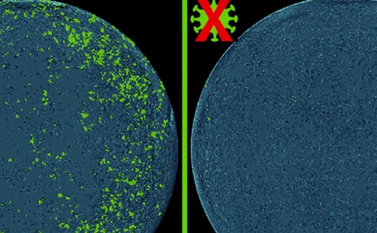 Picture with Cas13d-NCS for Press Release in Cell Discovery 2024