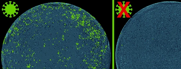 Picture with Cas13d-NCS for Press Release in Cell Discovery 2024