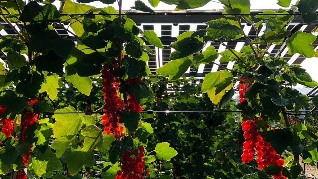 Wadenoijen, The Netherlands (1.2 MWp)