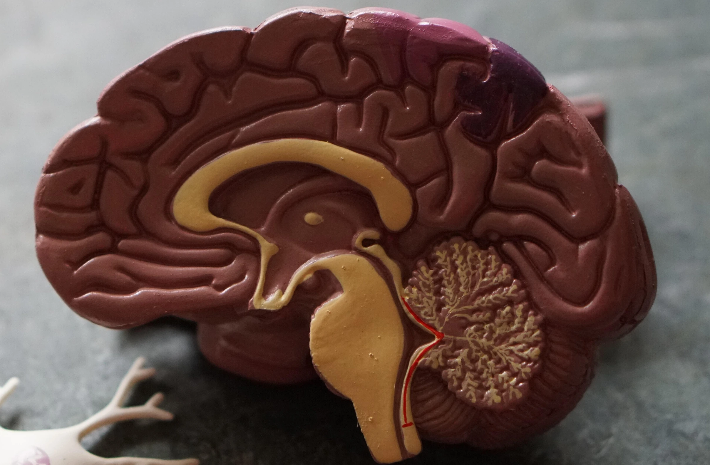 Modell eines Gehirns mit Nervenzelle