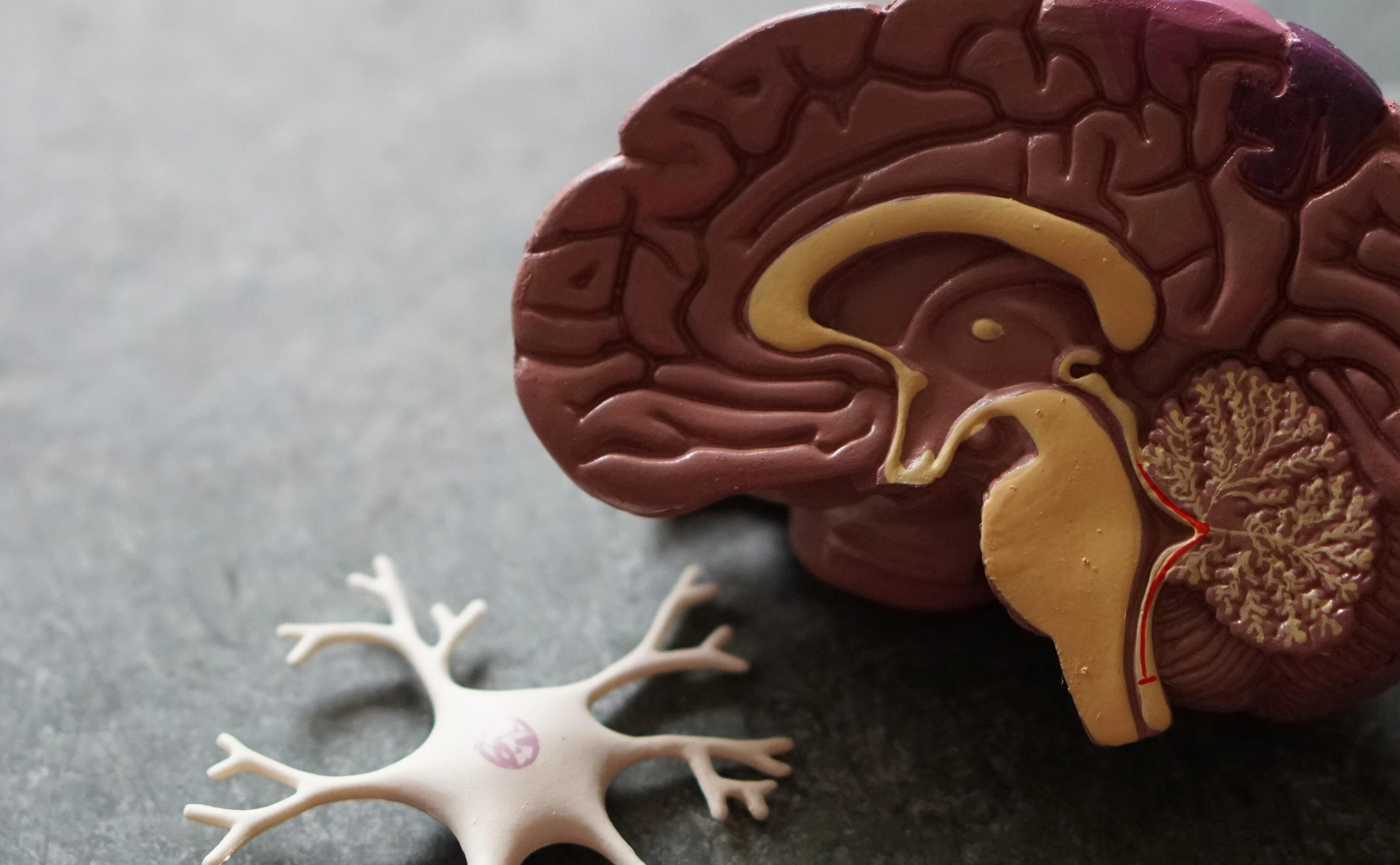 Modell eines Gehirns mit Nervenzelle