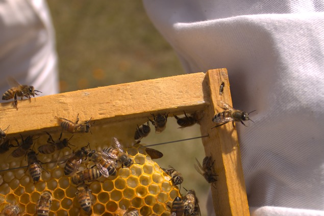 Community Engagement