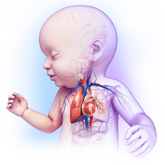 Baby's heart-lung system, illustration