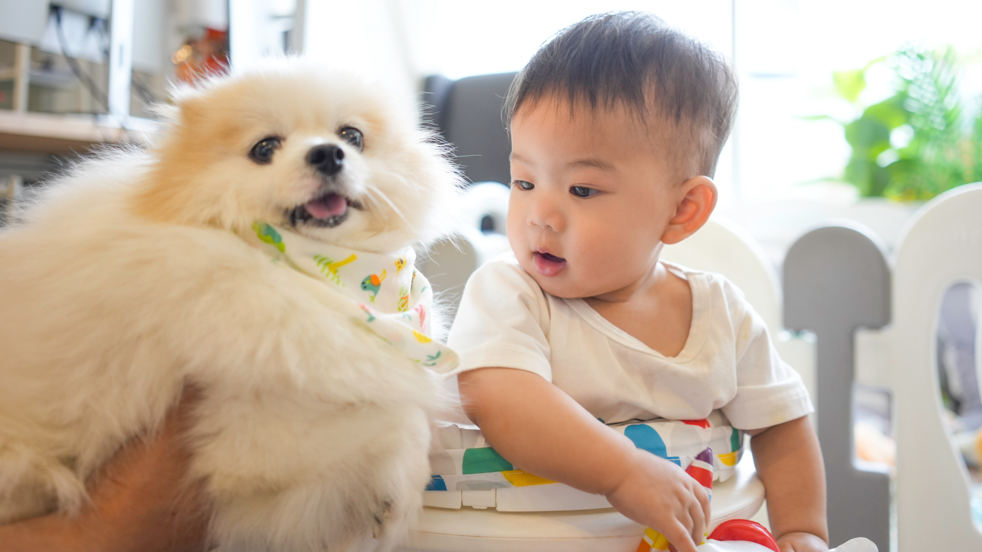 Dog and child playing