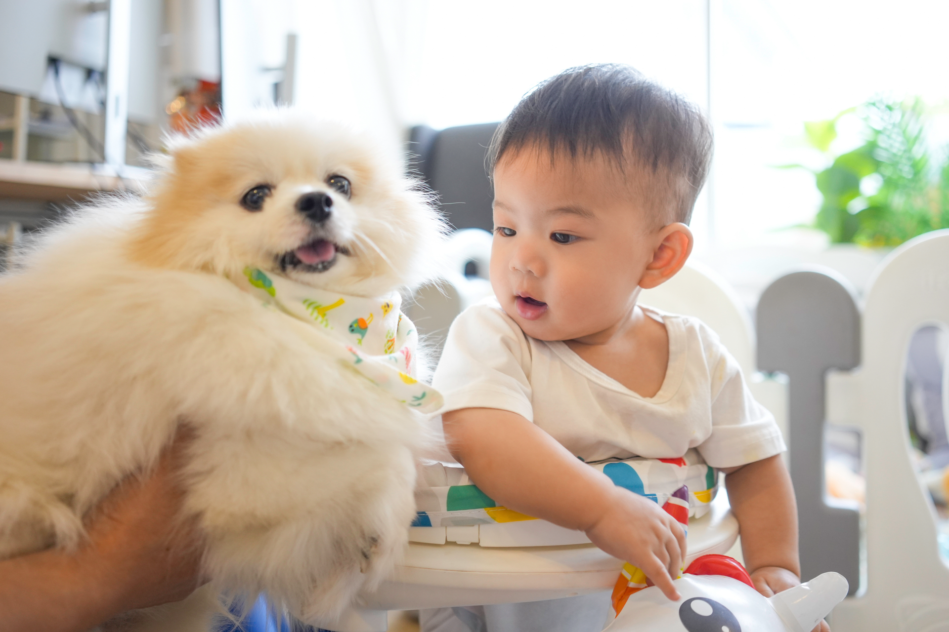 Dog and child playing