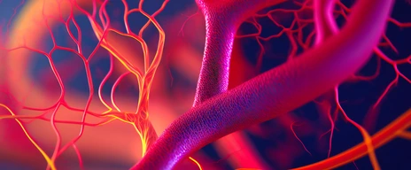A detailed view of the complex network of blood vessels in a biological sample