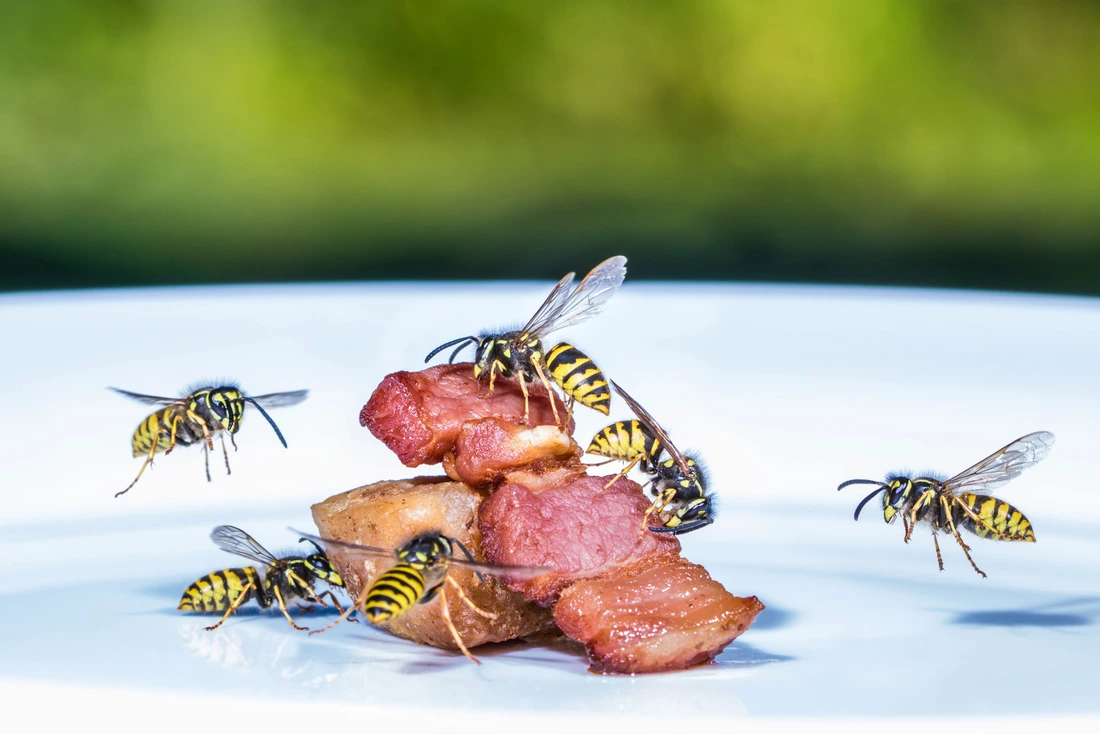 Insektengiftallergie - Wespen und Fleisch