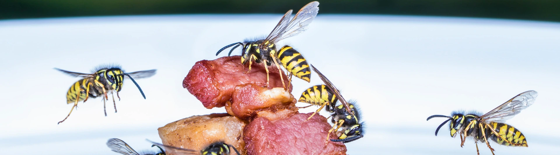 Insektengiftallergie 