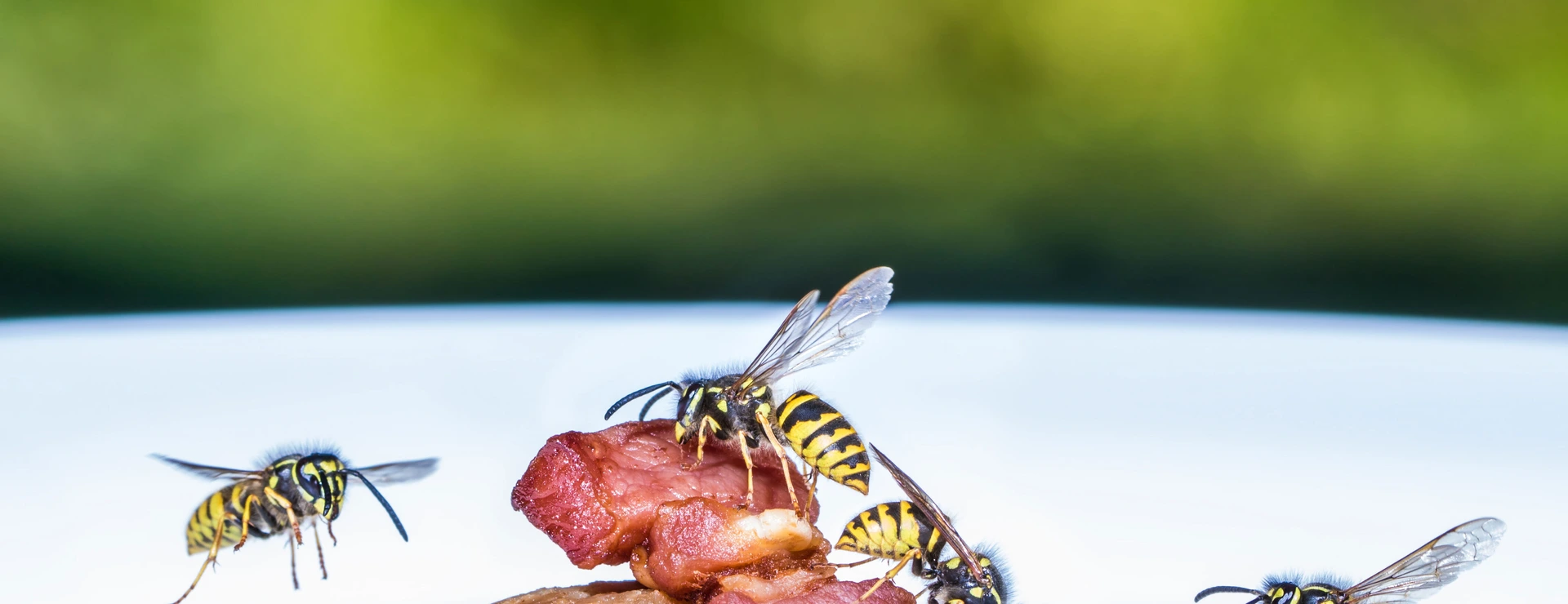 Insektengiftallergie