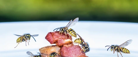 Wespe - Allergie Insektengiftallergie